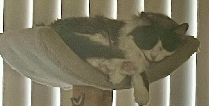 From Shelter to Snuggles: Confetti’s Happy Ending