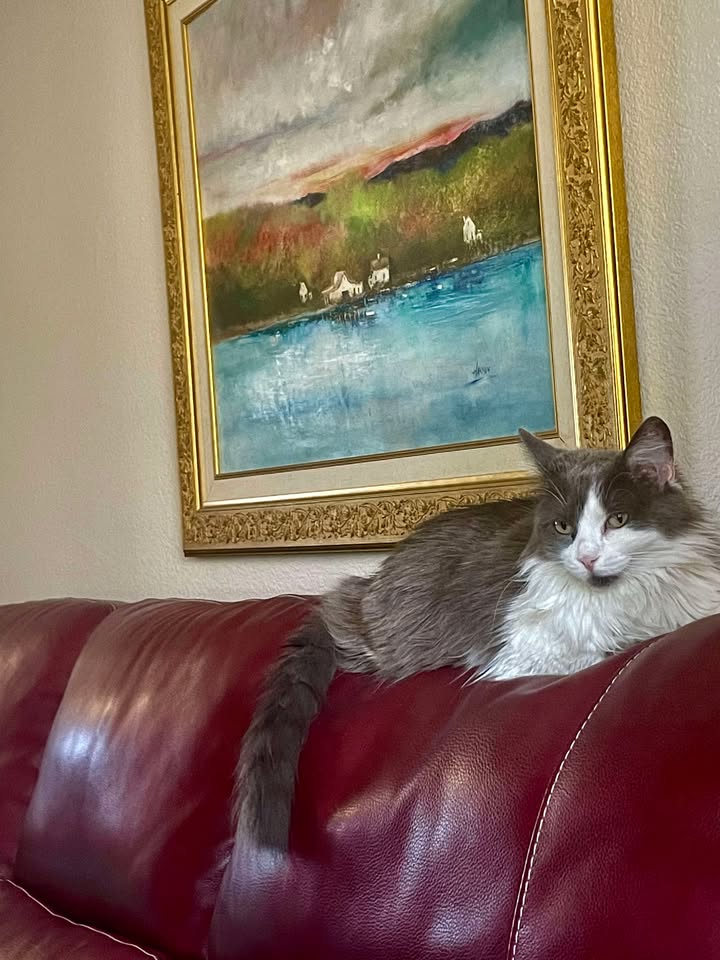 Confetti, a gray and white longhair cat, rests on the back of a red leather couch at her adoptive home. 