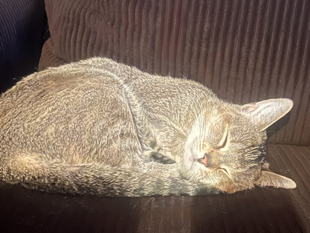 Aku, a beautiful brown tabby cat, takes a nap on a brown couch at her home.