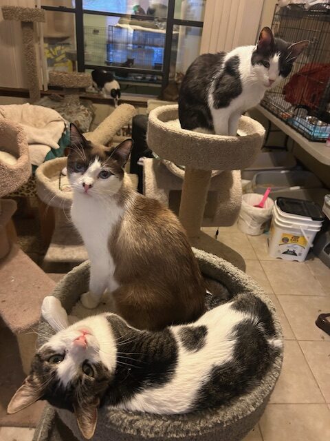 Cat Lounge Update