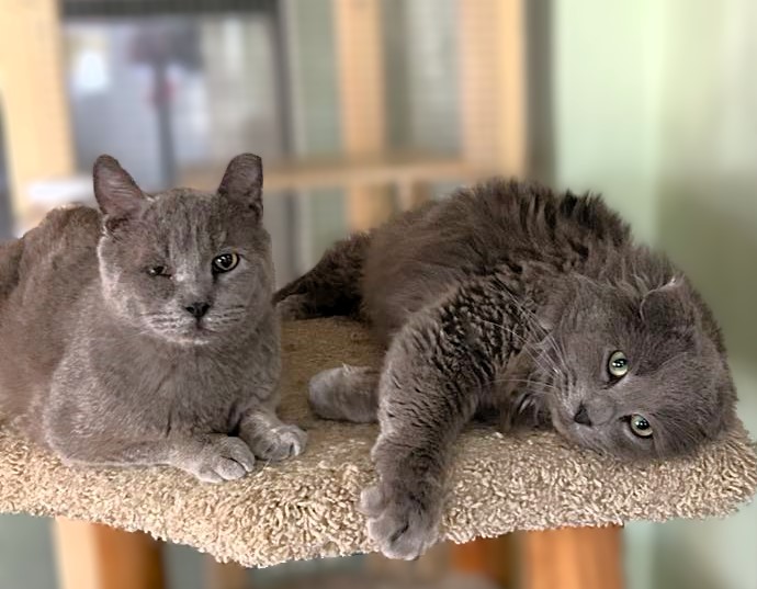 Got a few hours to spare? Help us raise thousands for senior cats! 