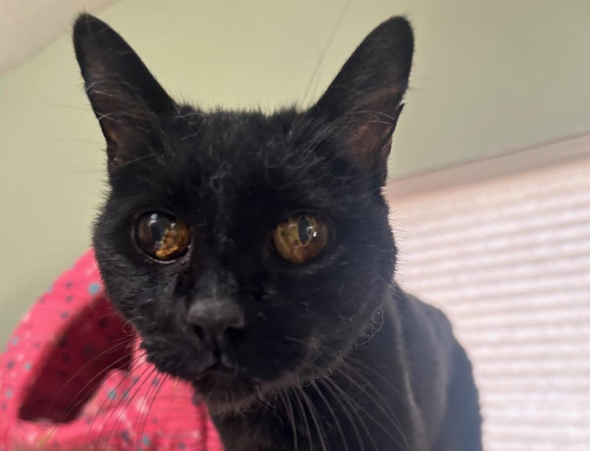 Soka: An Abandoned Cat Finds a Happy Ending After All