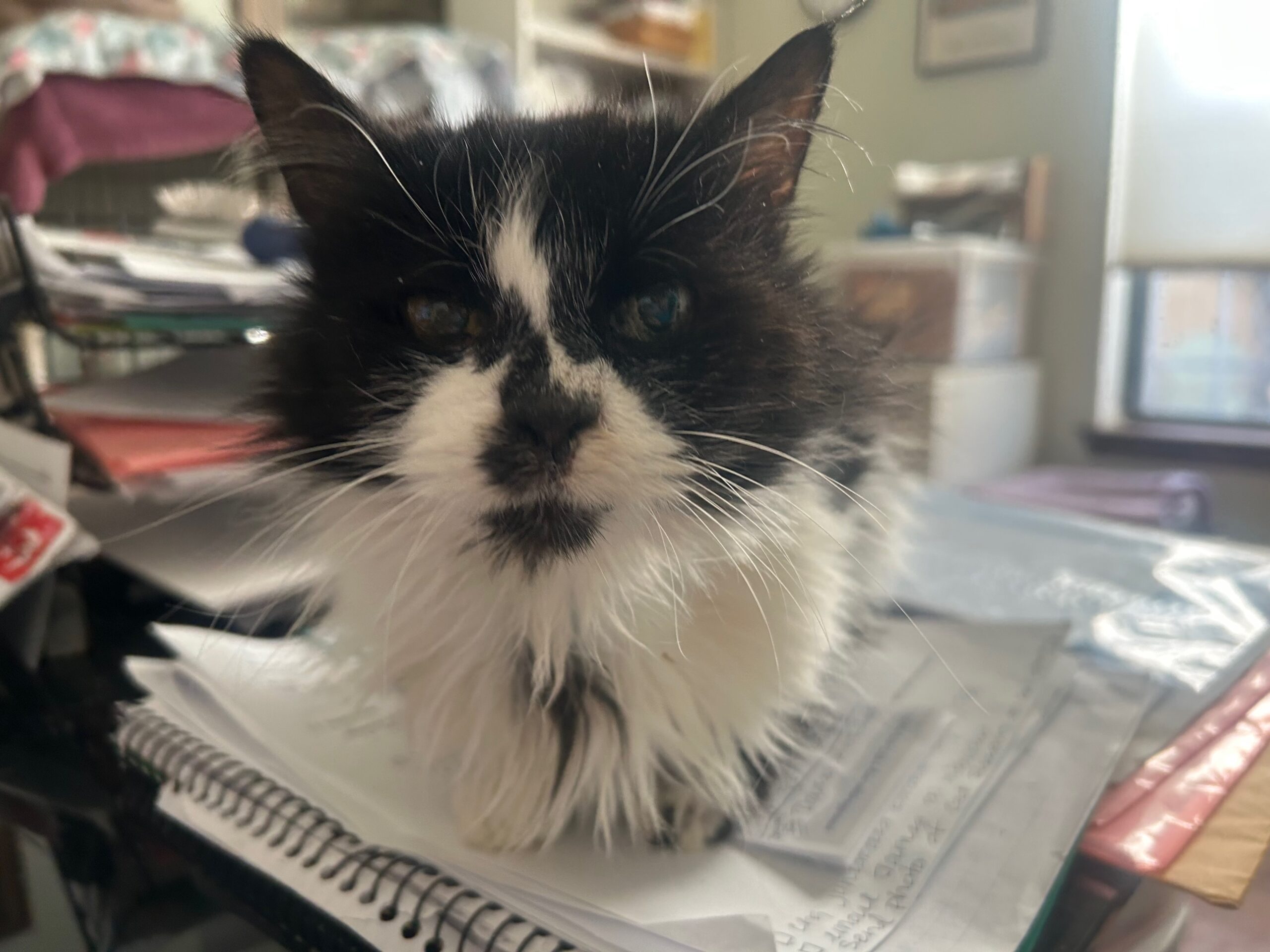 Sweet Pea’s Sweet Goodbye