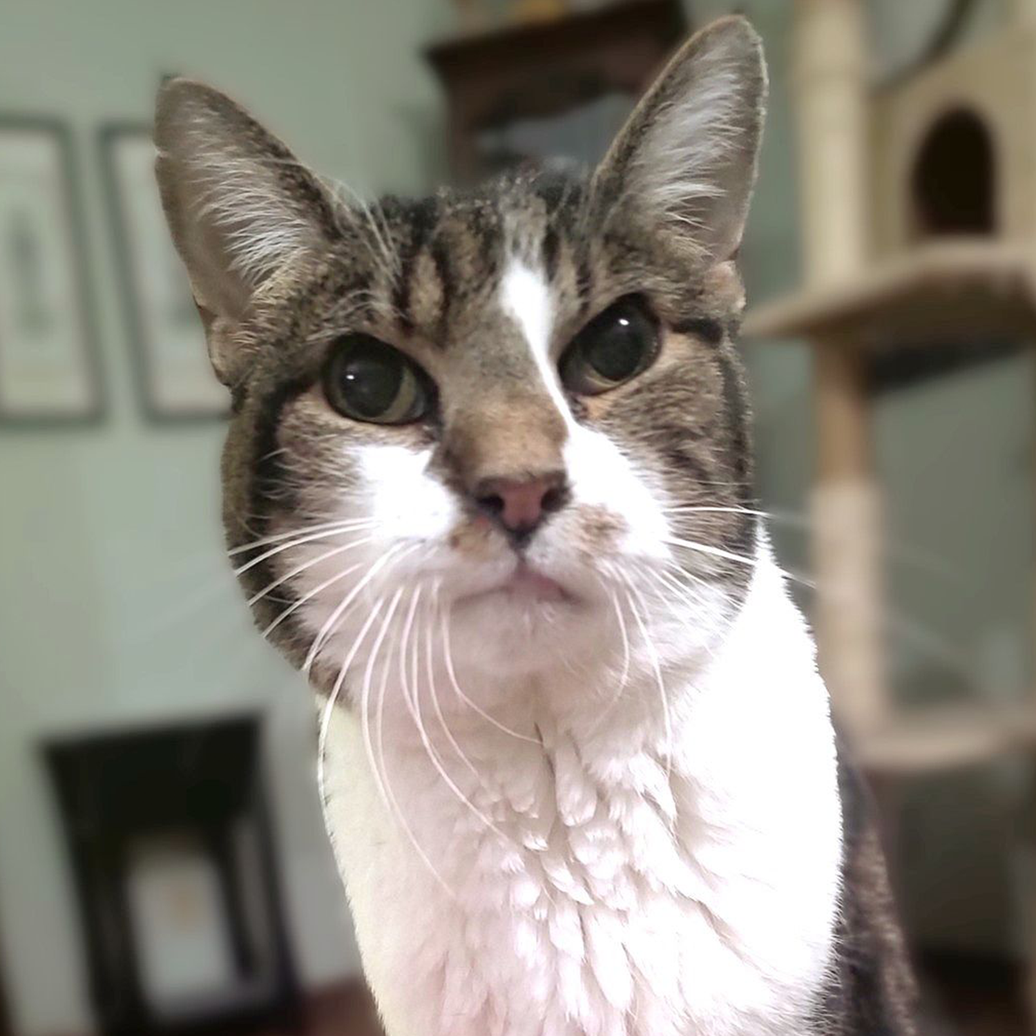 Hunny Bunny: Our Sweetest Cat