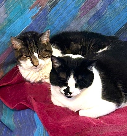 Celebrating 13 Years of Rescuing Senior Cats!