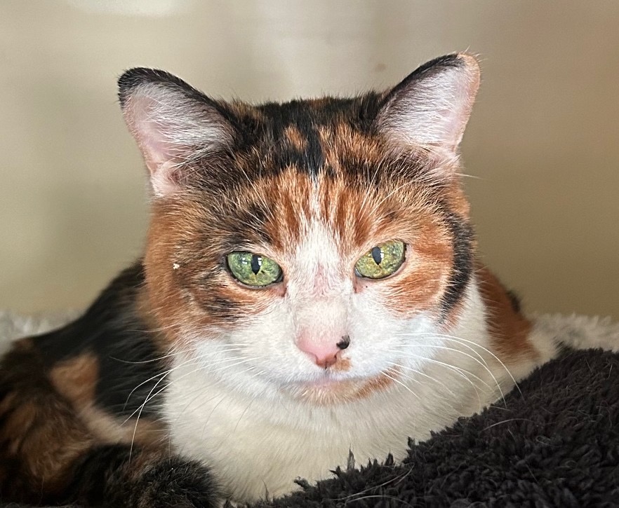 Gigi, a calico cat, sits in a fuzzy, dark, cat bed and looks past the camera.