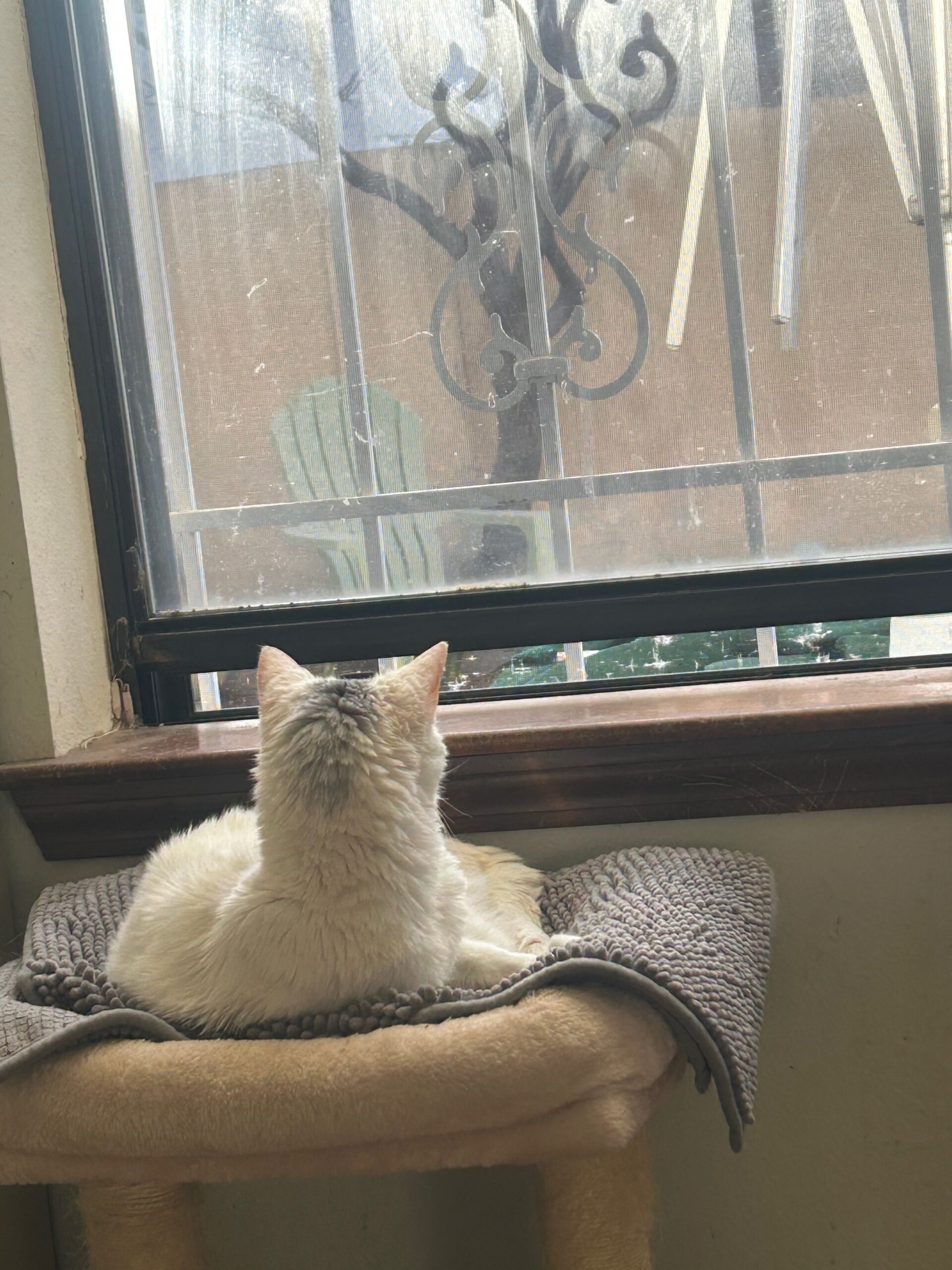 Ruggles: Surrounded by Love in our Golden Paws Care Program