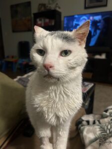Ruggles, a white cat with gray on his head, stands on a beige couch in front of a TV.