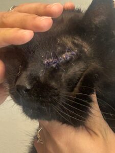 Lance, a rescued cat at a check-up after his eye surgery.