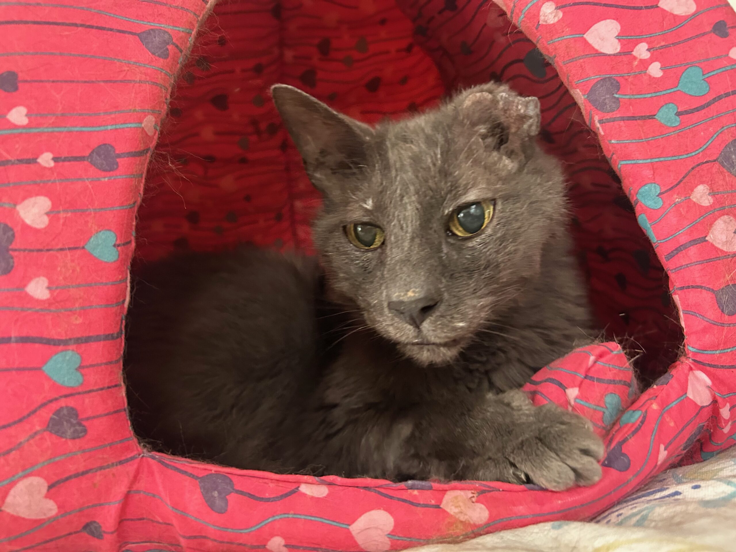 Silver, a gray cat missing part of his ear, sits in his favorite cat cave.