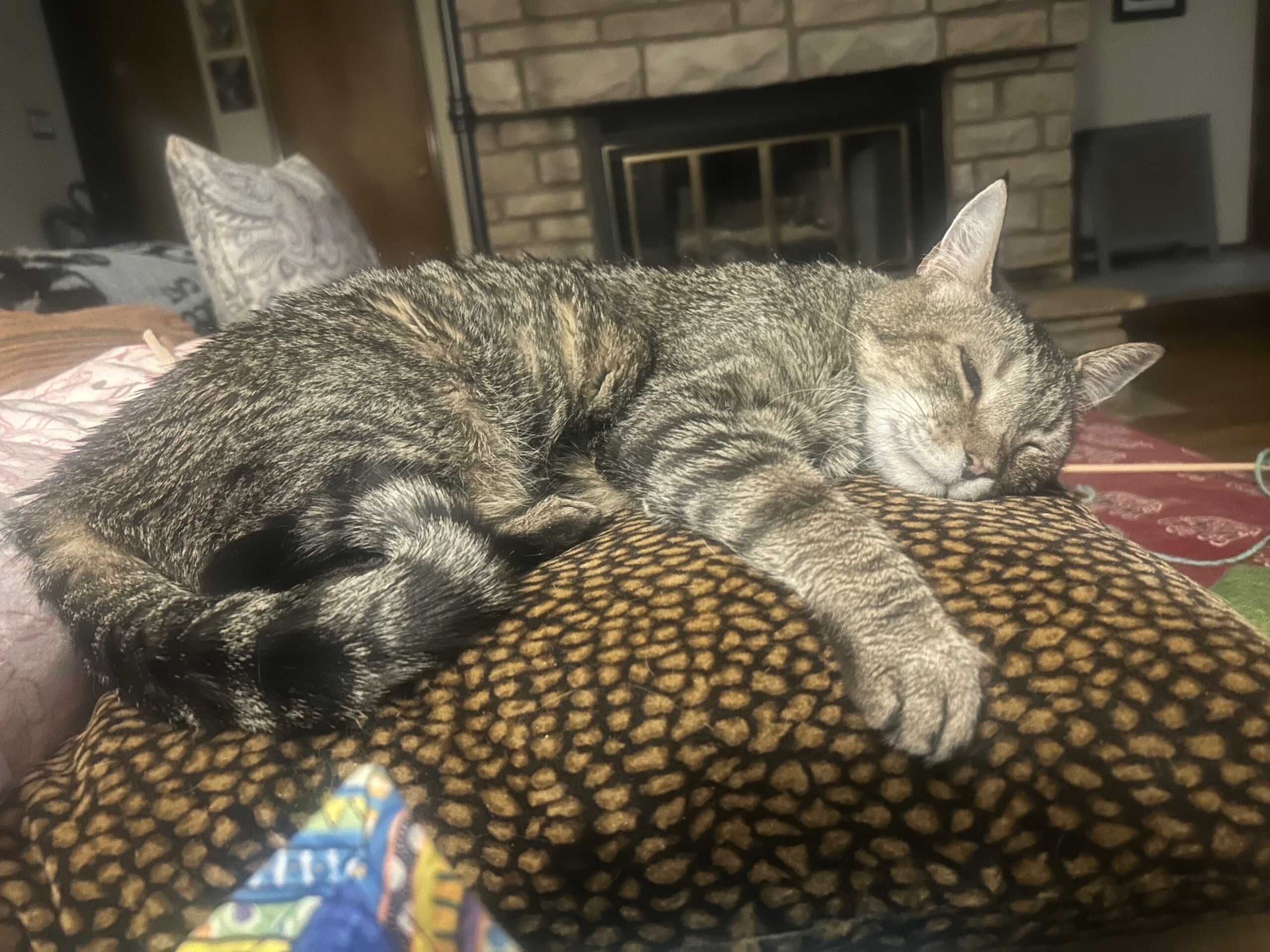 Help Mimba and Other Cats Smile Again